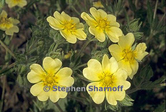 potentilla recta 1 graphic